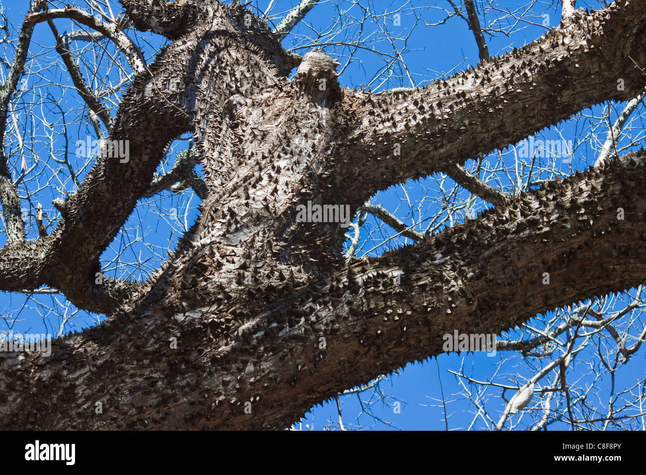 Eine stachelige Pochote (Bombacopis Quinata, ein begehrter Nutzholzbaum Nosara, Nicoya Halbinsel, Provinz Guanacaste, Costa Rica Stockfoto