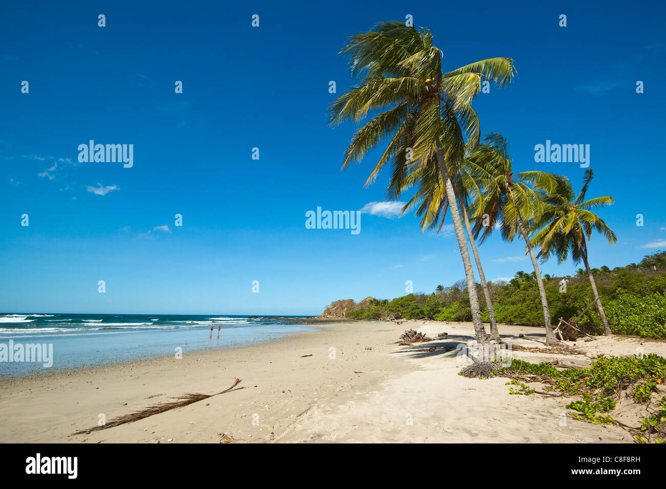 Palmen am Playa Guiones Strand, Nosara, Nicoya Halbinsel, Provinz Guanacaste, Costa Rica, Mittelamerika Stockfoto