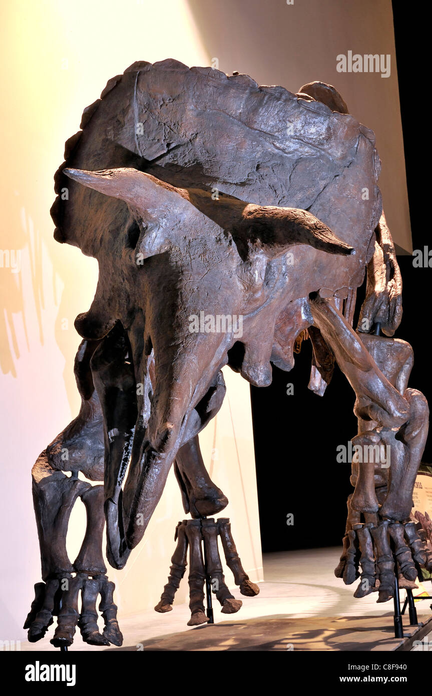 Fossil einer Triceratops Prorsus drei Hörnern Gesicht Dinosaurier aus der Kreidezeit Stockfoto
