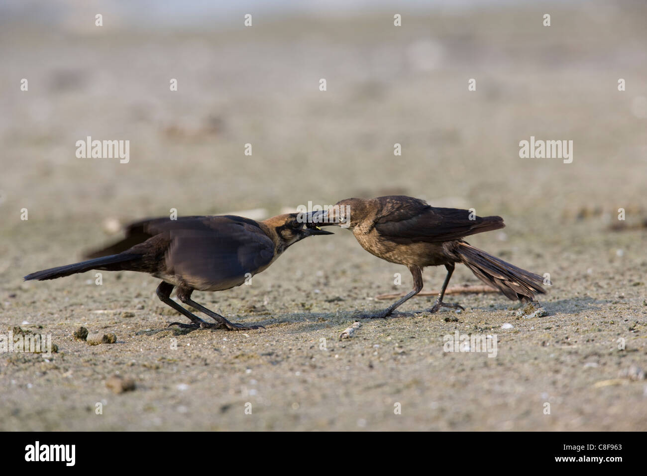 Boot-angebundene Grackle (Quiscalus großen Torreyi), Yellow-eyed Unterart, weibliche Fütterung juvenile Stockfoto