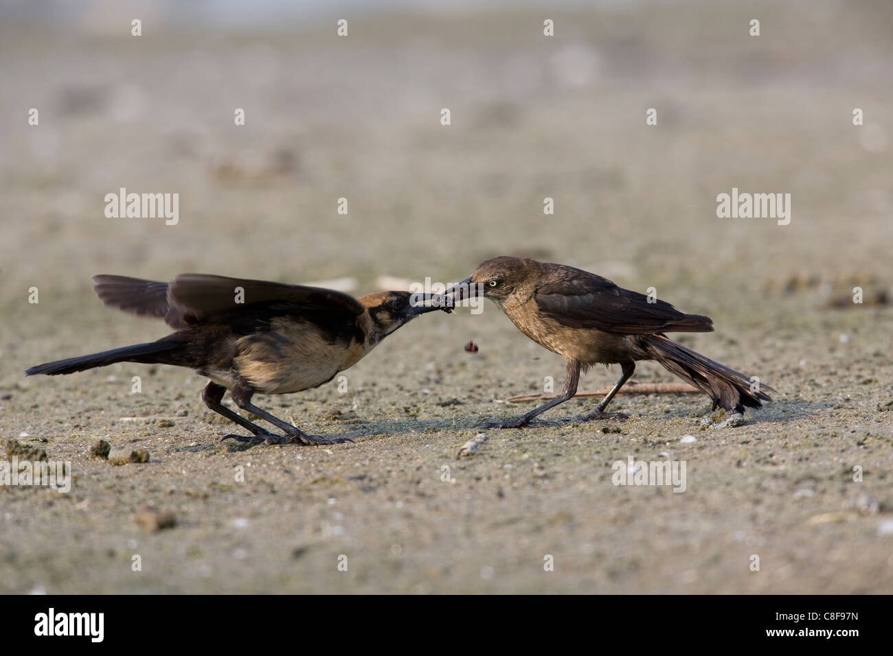 Boot-angebundene Grackle (Quiscalus großen Torreyi), Yellow-eyed Unterart, weibliche Fütterung juvenile Stockfoto