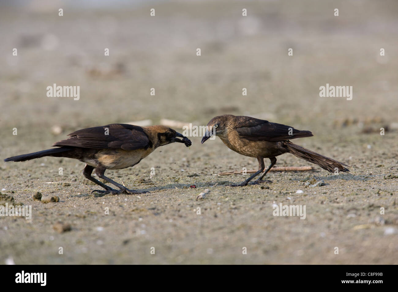 Boot-angebundene Grackle (Quiscalus großen Torreyi), Yellow-eyed Unterart, weibliche Fütterung juvenile Stockfoto