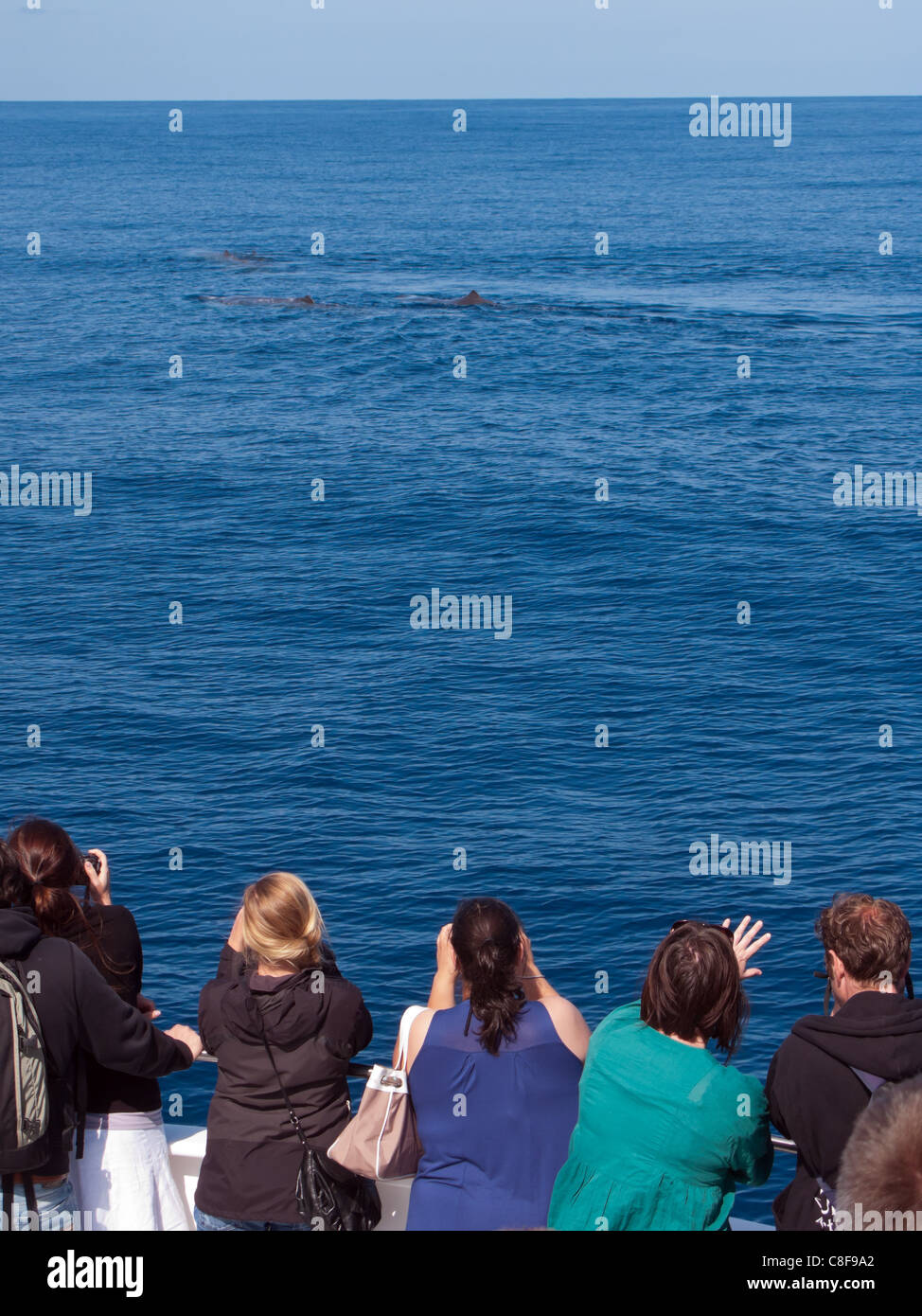 Whale watching Touristen Schmierblutungen Pottwale im Atlantischen Ozean vor der Insel São Miguel, Azoren. Stockfoto