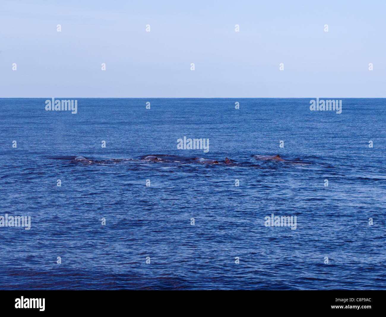 Pottwale im Atlantischen Ozean vor der Insel São Miguel, Azoren. Stockfoto