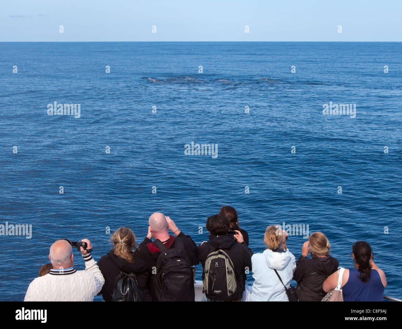 Whale watching Touristen Schmierblutungen Pottwale im Atlantischen Ozean vor der Insel São Miguel, Azoren. Stockfoto