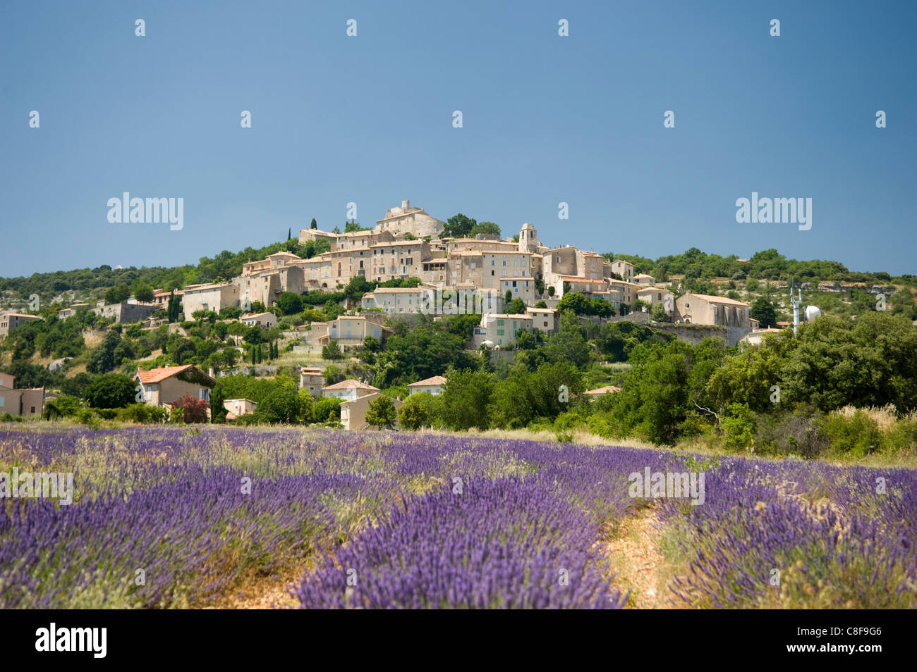 Lavendel-Feld in der Nähe von Simiane la Rotonde, Provence, Frankreich Stockfoto