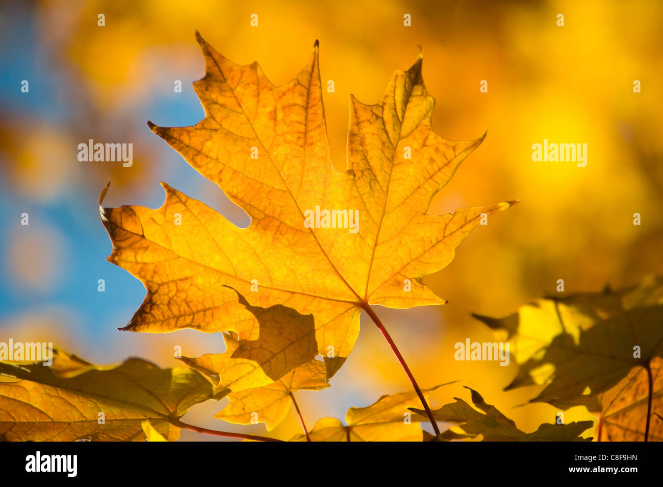 Leuchtend gelbe Ahorn-Blätter im Herbst, Vermont, New England, Vereinigte Staaten von Amerika Stockfoto