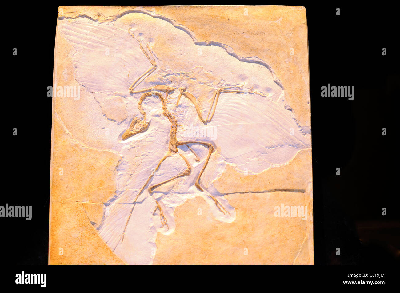 Fossil eines Archaeopteryx alten Flügel Dinosaurier, der in der Jurazeit gelebt Stockfoto