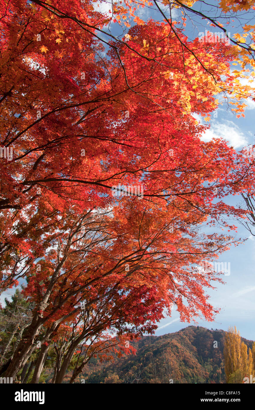 Japan, November, Asien, Momiji, Japanisch, Ahorn, Ahorn, rot, herbstliche, Bäume, Natur, Herbst Stockfoto