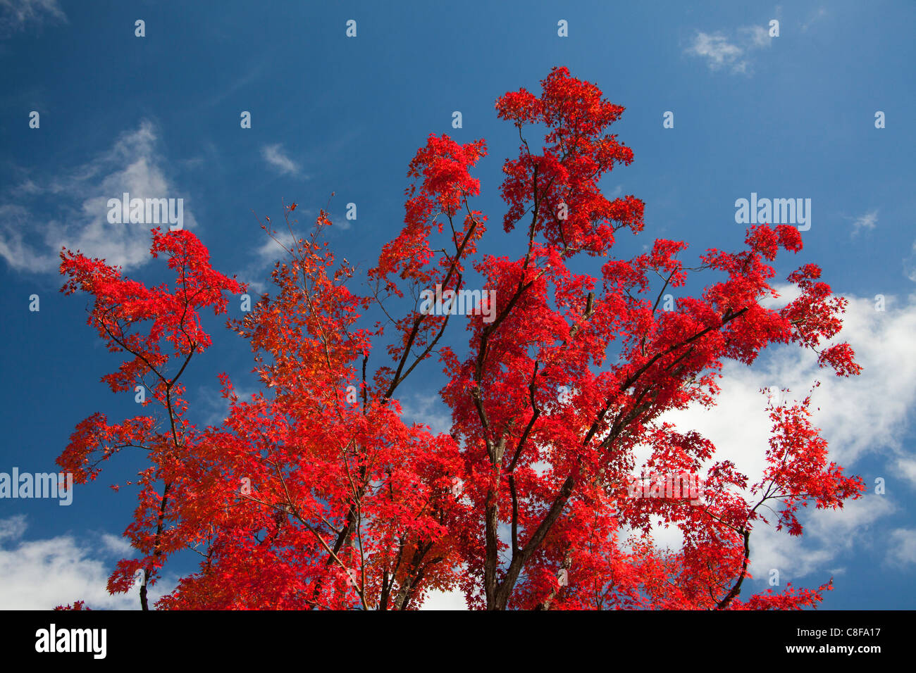 Japan, November, Asien, Momiji, Japanisch, Ahorn, Ahorn, rot, herbstliche, Bäume, Natur, Herbst Stockfoto