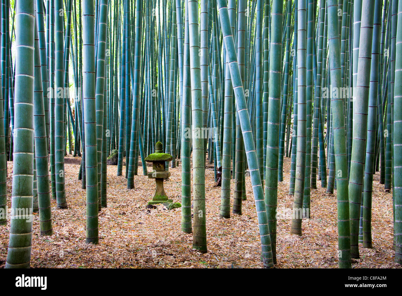 Kamakura, Japan, November, Asien, Bambusholz, Bambus, Holz, Wald, Laterne, Laterne Toro, Herbst, Natur Stockfoto