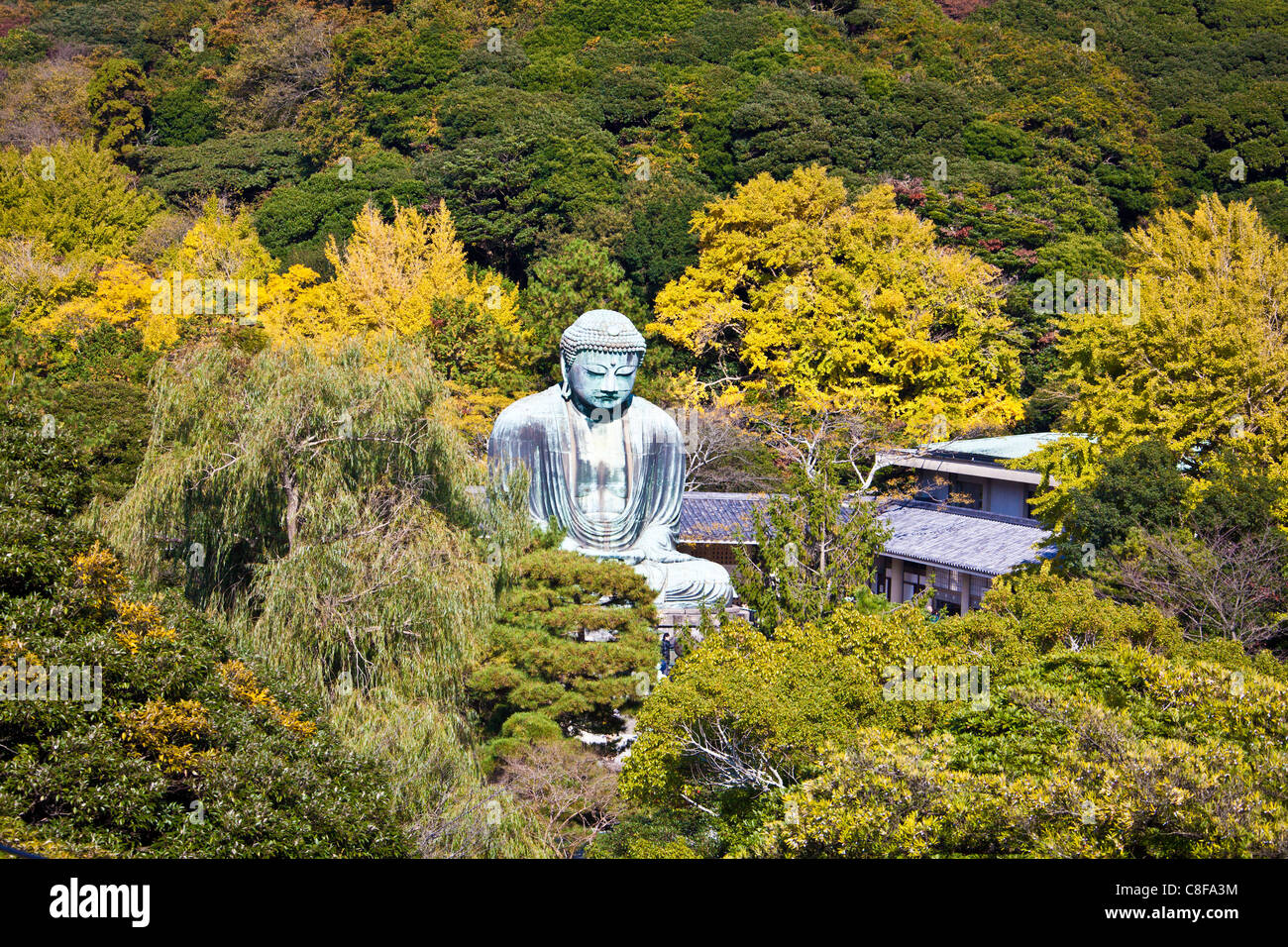 Kamakura, City, Japan, November, Asien, Dai Butsu Buddha, Buddha Statue, Buddha, Blick, Blick von oben, Kamakura, Religion, Stockfoto