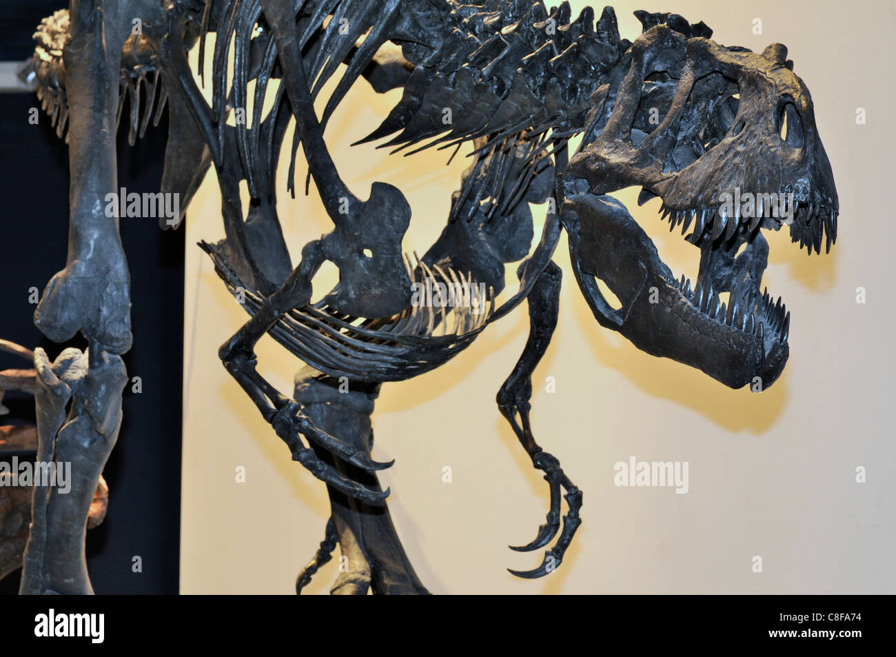 Anzeige von einem versteinerten Albertosaurus Dinosaurier Stockfoto