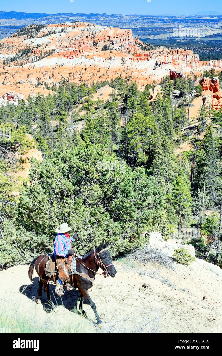 Reiterin Betrachtung Ansicht, Bryce Canyon, Utah, Vereinigte Staaten von Amerika Stockfoto