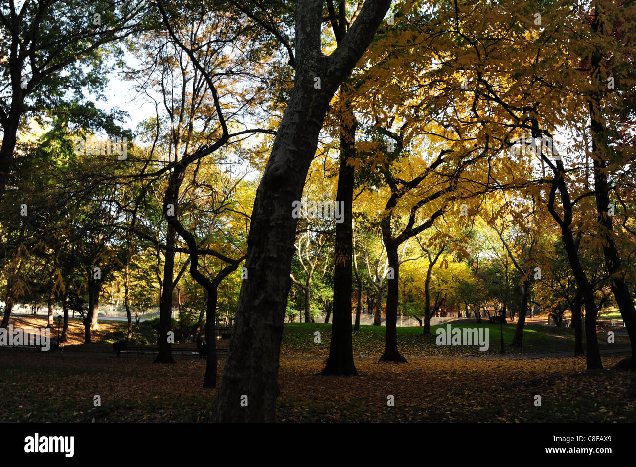 Blauer Himmel sonniger Morgen Ansicht Herbst Laubbäume, schwarze Stämme, Äste, grünen Rasen, Laub, Central Park South, New York Stockfoto