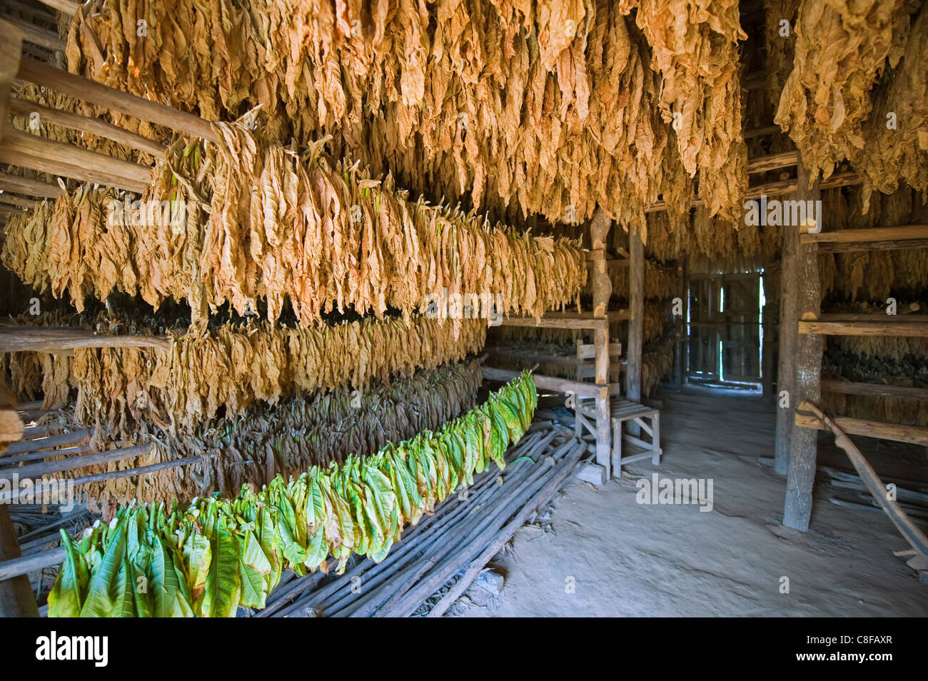 Tabakblätter aufgehängt, um zu trocknen, Vinales Tal, UNESCO-Weltkulturerbe, Kuba, Westindische Inseln, Karibik, Mittelamerika Stockfoto