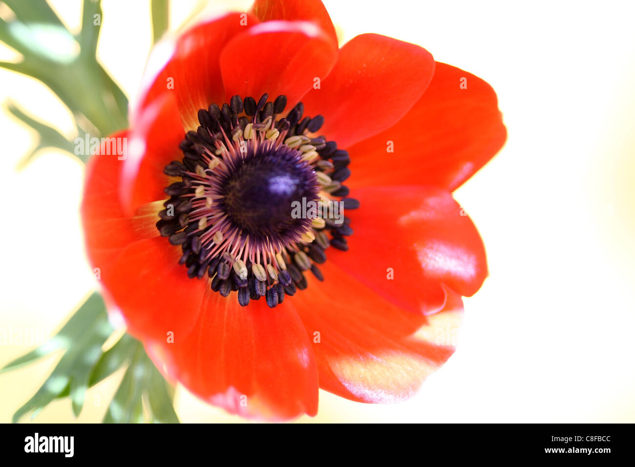 Anemone Stockfoto