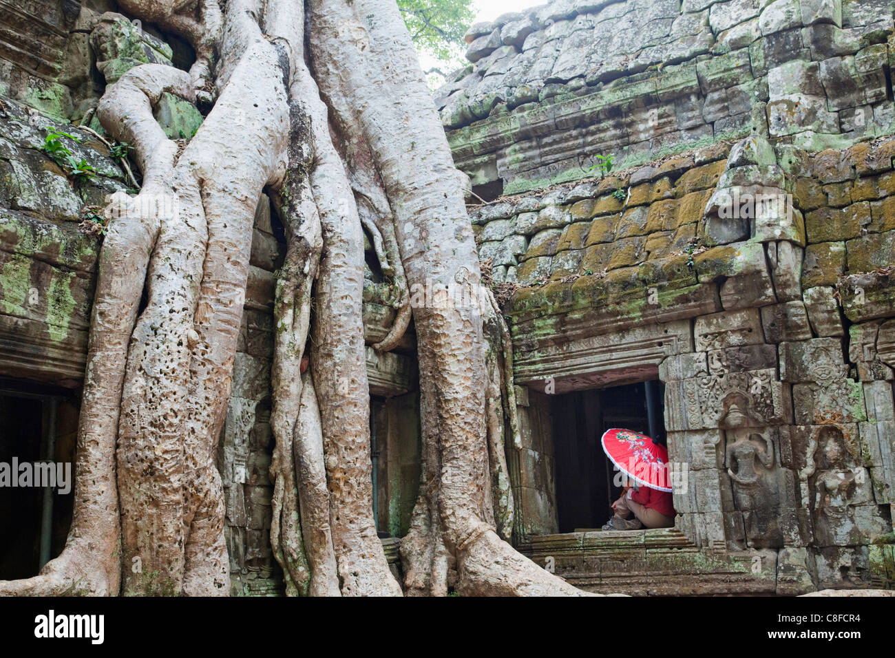 Asien, Kambodscha, Siem Reap, Angkor, Ta Prohm, Ta Prohm Tempel, Buddha, Buddhismus, Buddhismus, Baum, Bäume, Wurzeln, Natur, Reben, UNE Stockfoto