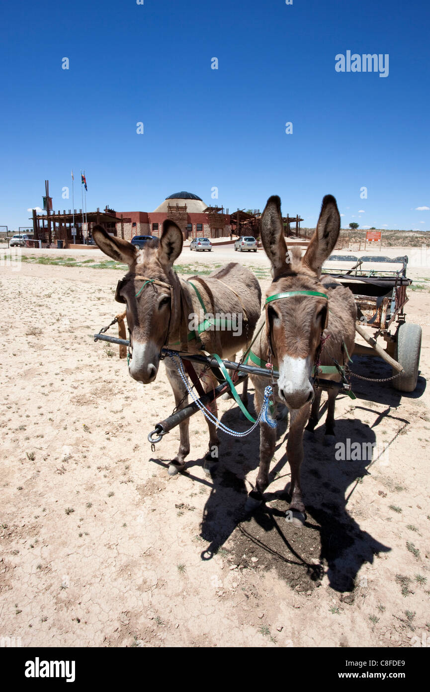 Eselskarren in Kalahari, Eingang zum Kgalagadi Transfrontier Park, Grenzposten zwischen Northern Cape, Südafrika und Botswana Stockfoto