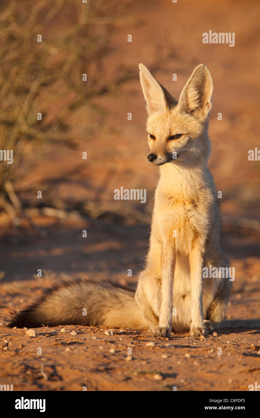 Kap-Fuchs (Vulpes Chama, Kgalagadi Transfrontier Park, Northern Cape, Südafrika Stockfoto