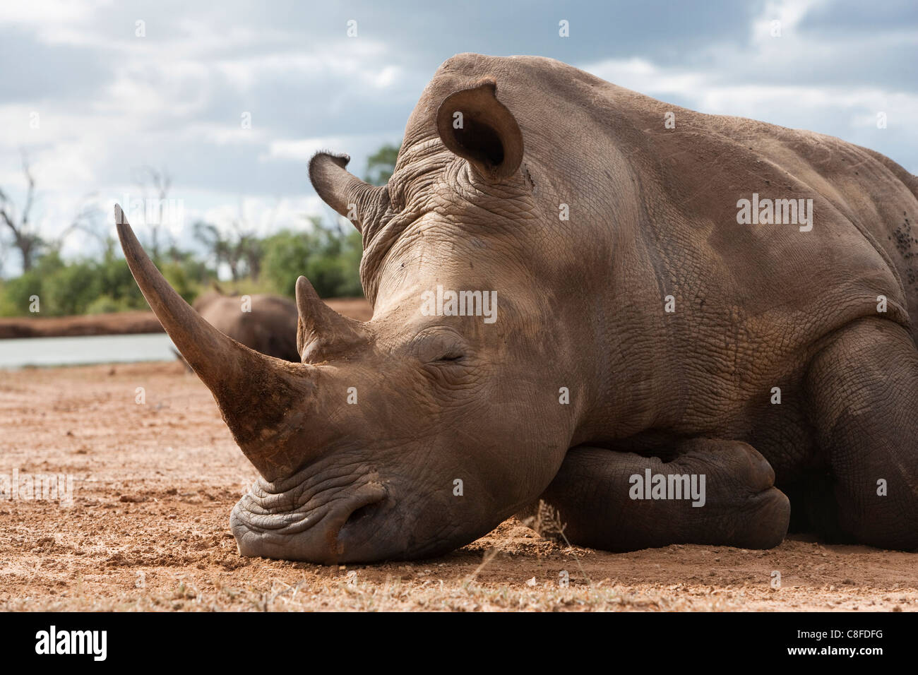 Breitmaulnashorn (Ceratotherium Simum, Royal Hlane Nationalpark, Swasiland Stockfoto