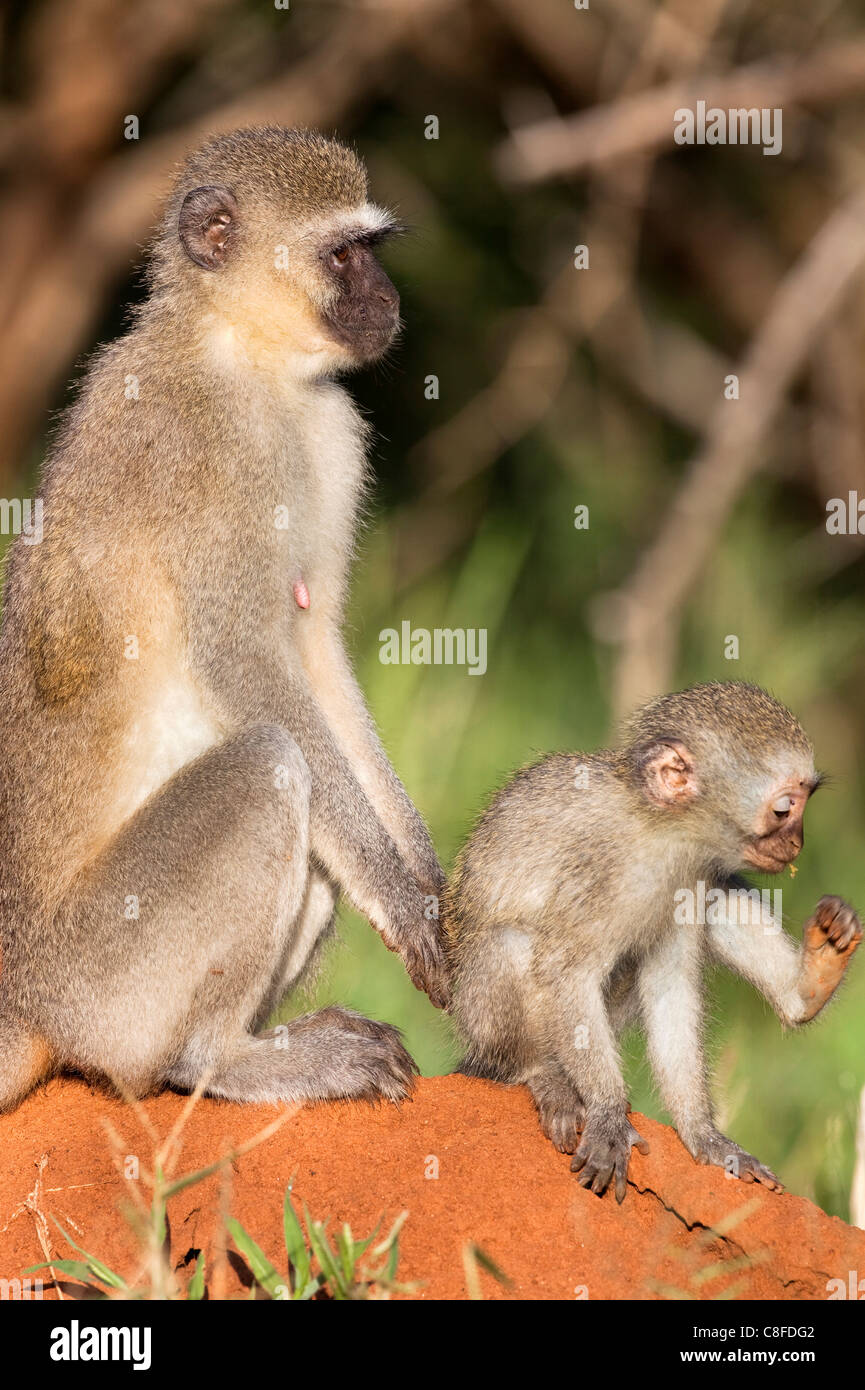 Vervet Affen (grüne Aethiops, mit Baby, Krüger Nationalpark, Südafrika Stockfoto