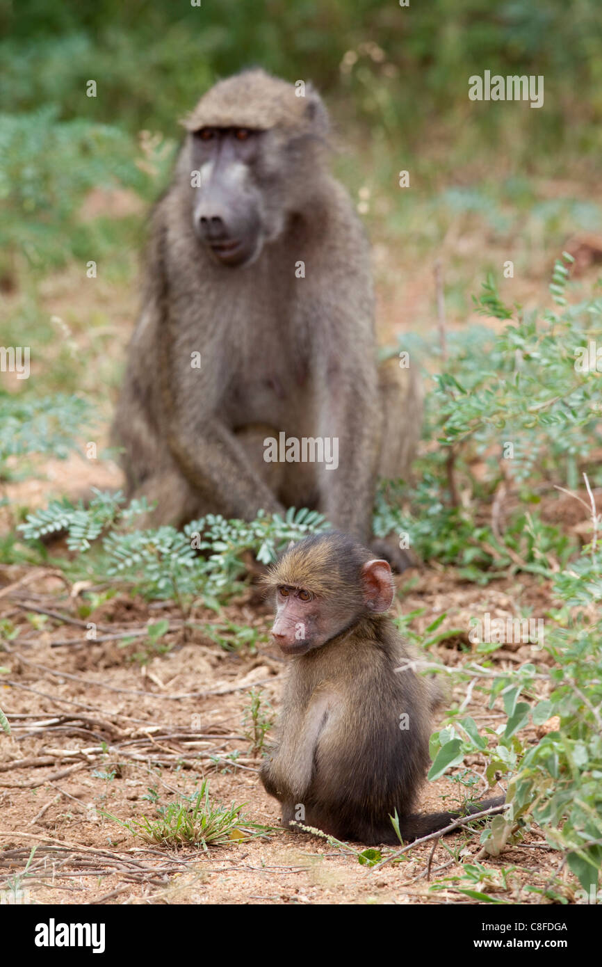 Junge Chacma Pavian (Papio Cynocephalus Ursinus, Kruger National Park, Mpumalanga, Südafrika Stockfoto