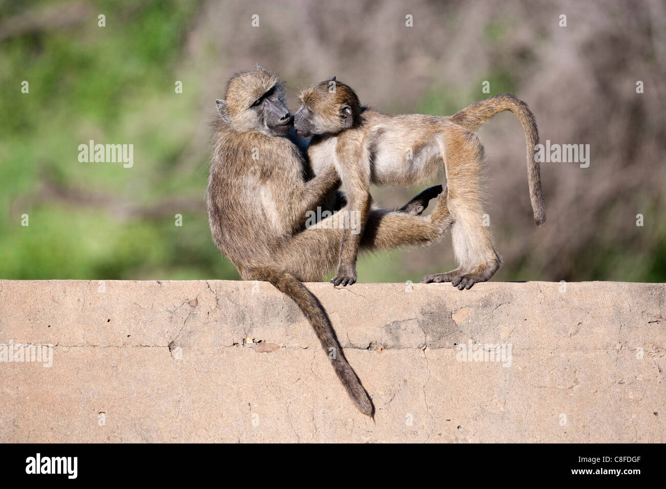 Chacma Paviane (Papio Cynocephalus Ursinus) spielen, Kruger National Park, Mpumalanga, Südafrika Stockfoto