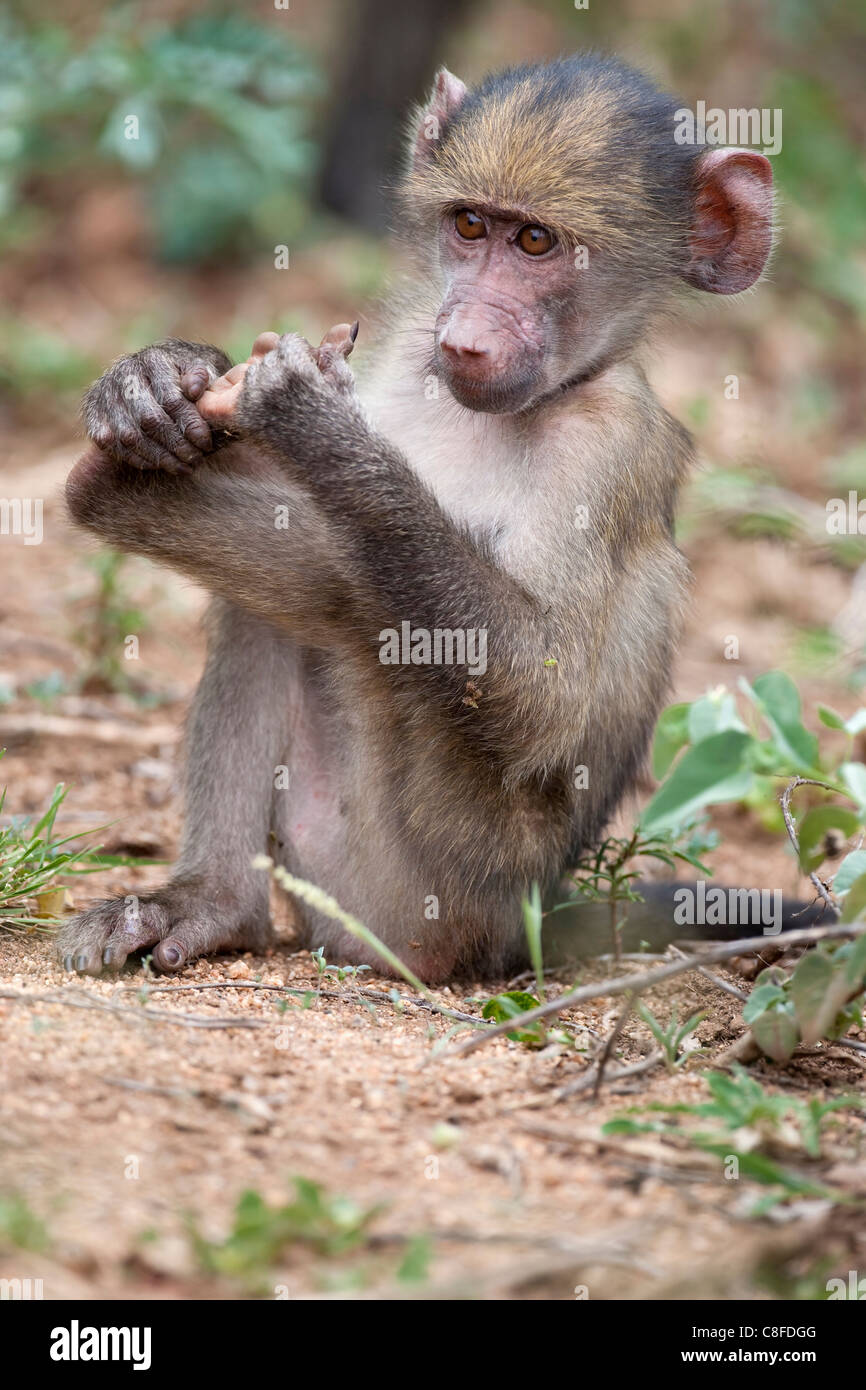 Junge Chacma Pavian (Papio Cynocephalus Ursinus, Kruger National Park, Mpumalanga, Südafrika Stockfoto