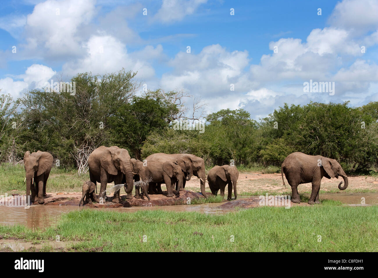Elefantenherde, Krüger Nationalpark, Südafrika Stockfoto