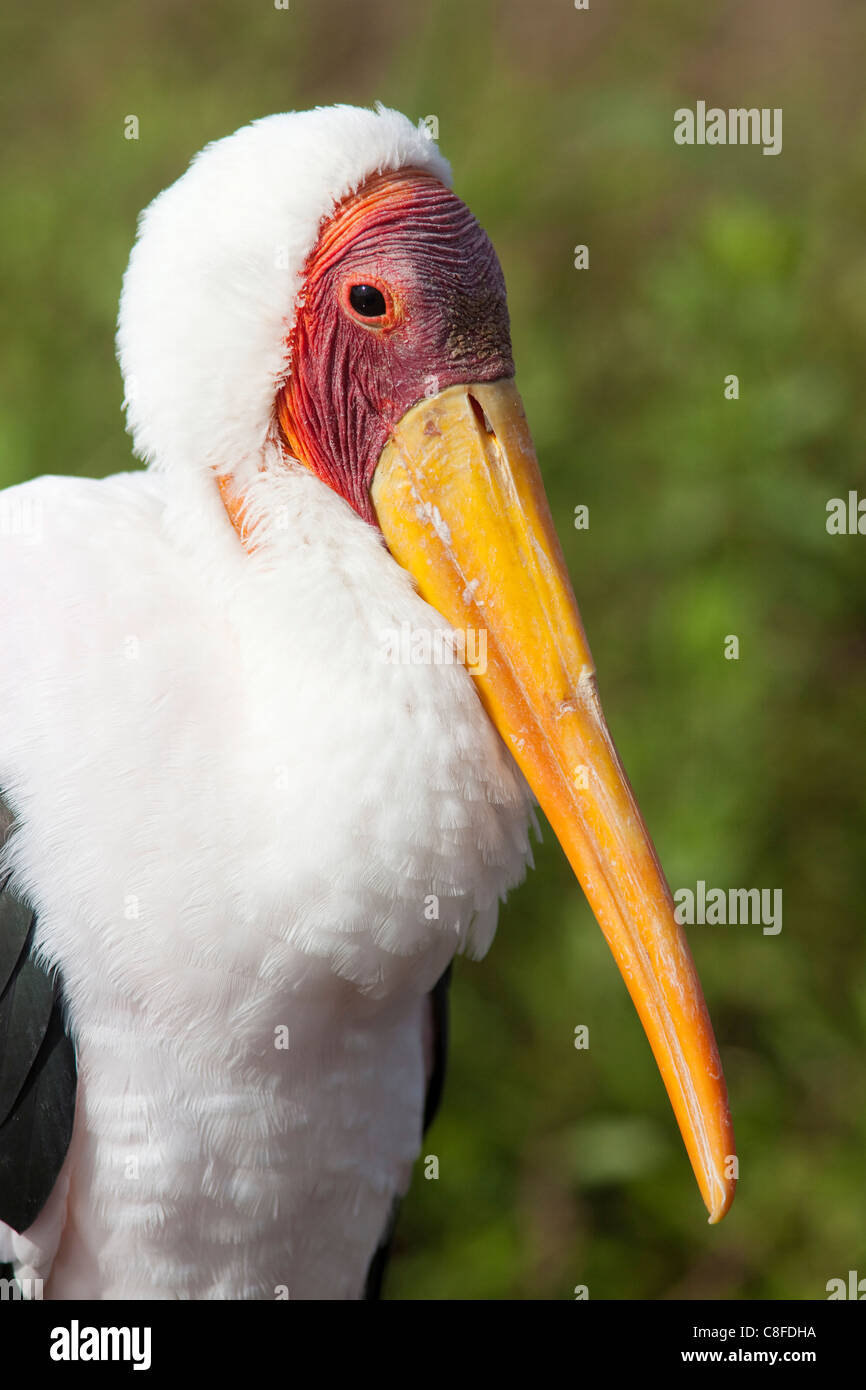 Yellowbilled Storch (Mycteria Ibis, Krüger Nationalpark, Südafrika Stockfoto