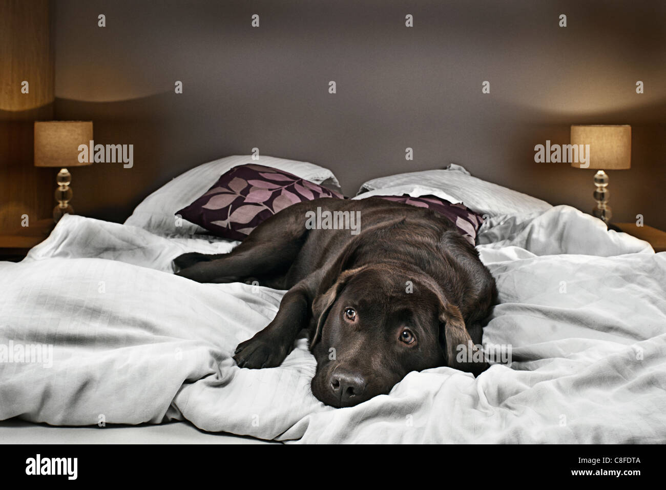 Chocolate Labrador auf Bett - Suche schuldig Stockfoto