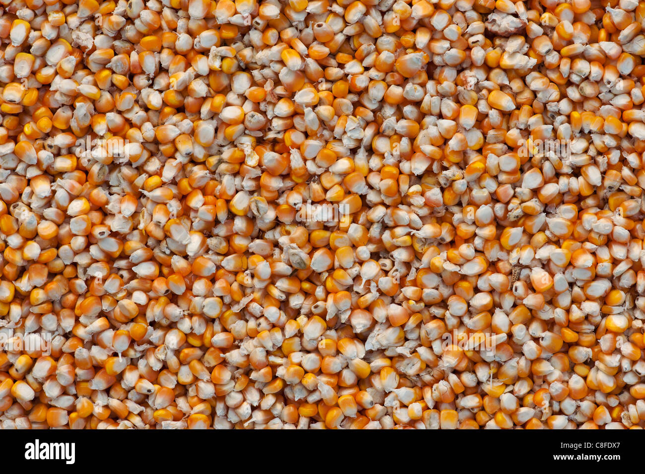 Sonne Trocknen Mais/Maiskörner in Indien Muster Stockfoto