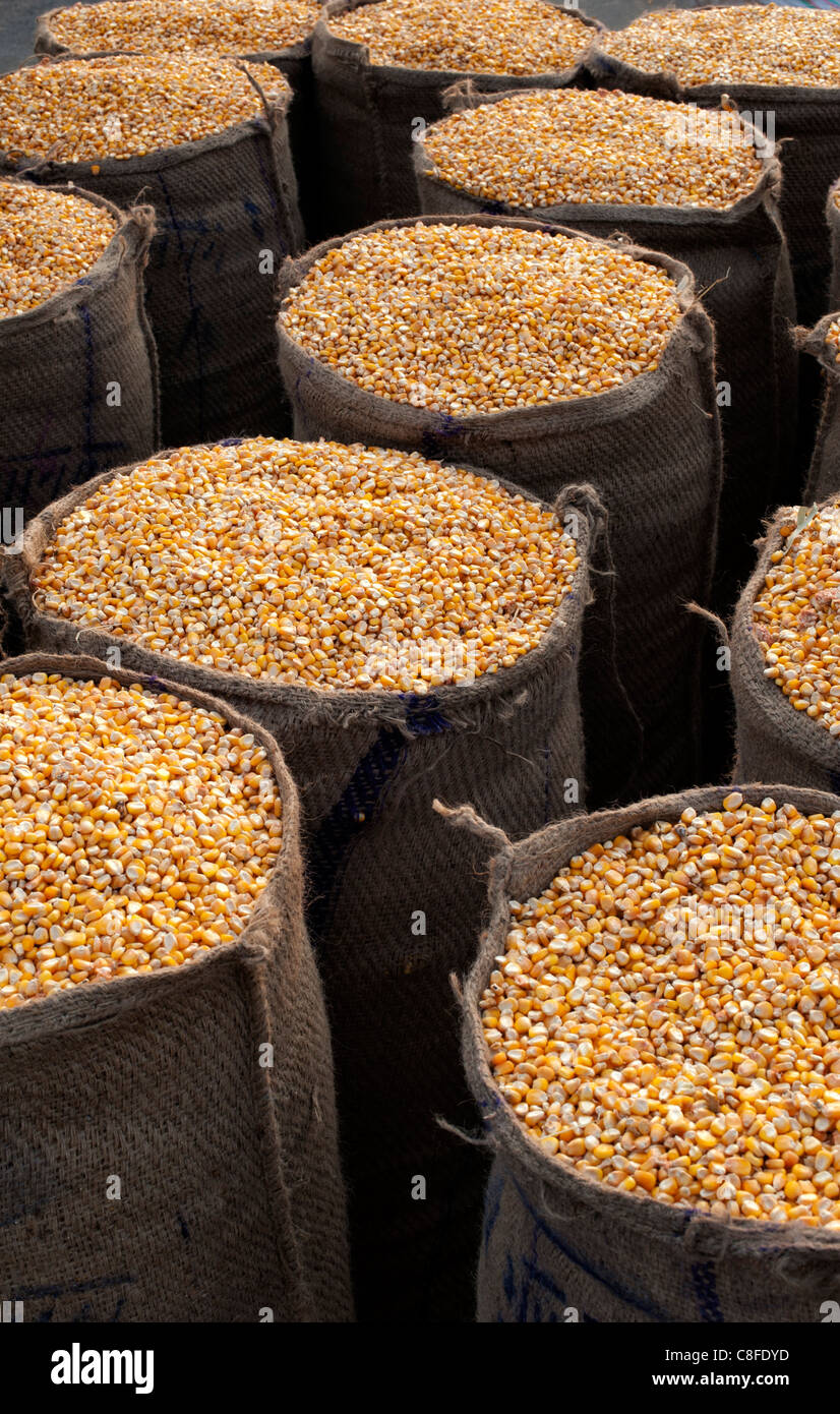 Getrockneten Mais / Mais Körner eingesackt im hessischen Säcke in Indien Stockfoto