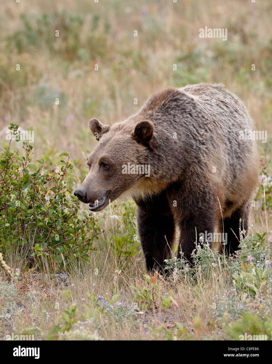 Grizzly Bär (Ursus Arctos Horribilis, Glacier National Park, Montana, Vereinigte Staaten von Amerika Stockfoto