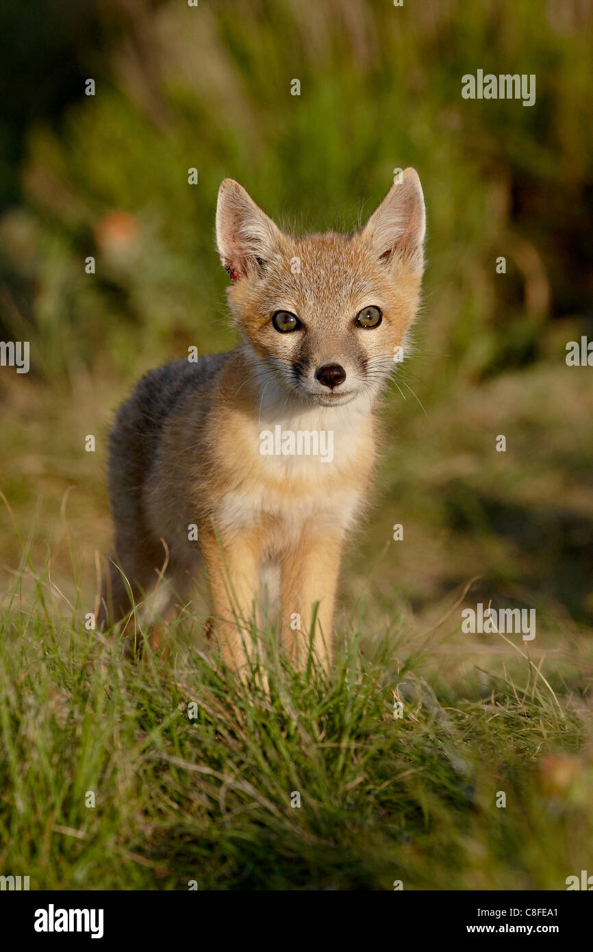 SWIFT-Fuchs (Vulpes Velox) Kit, Pawnee National Grassland, Colorado, Vereinigte Staaten von Amerika Stockfoto