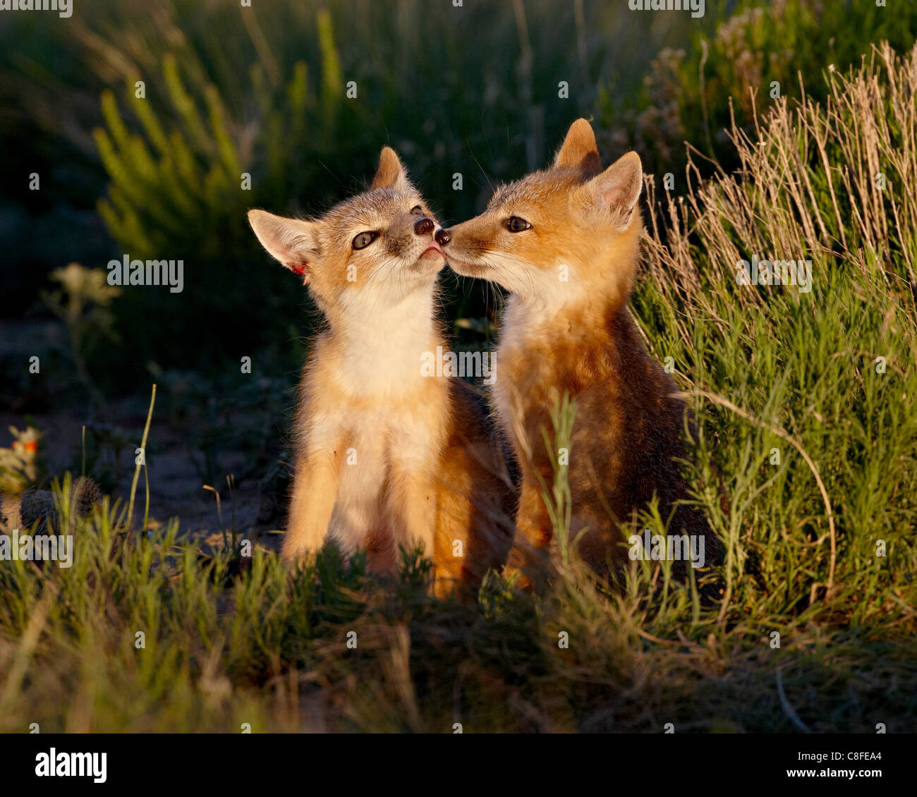 Zwei schnelle Fuchs (Vulpes Velox) Kits, Pawnee National Grassland, Colorado, Vereinigte Staaten von Amerika Stockfoto