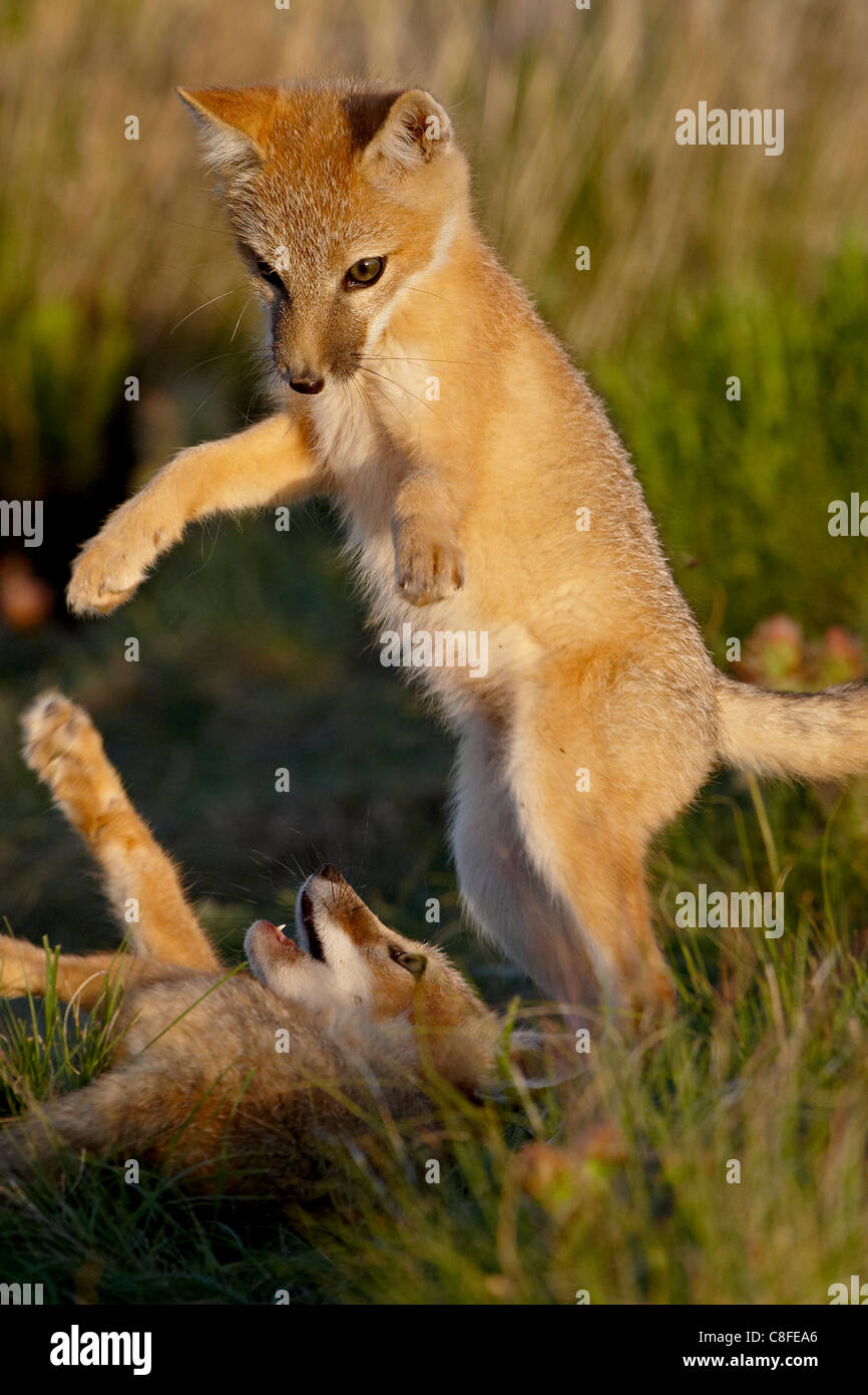 Zwei schnelle Fuchs (Vulpes Velox) Kits spielen, Pawnee National Grassland, Colorado, Vereinigte Staaten von Amerika Stockfoto