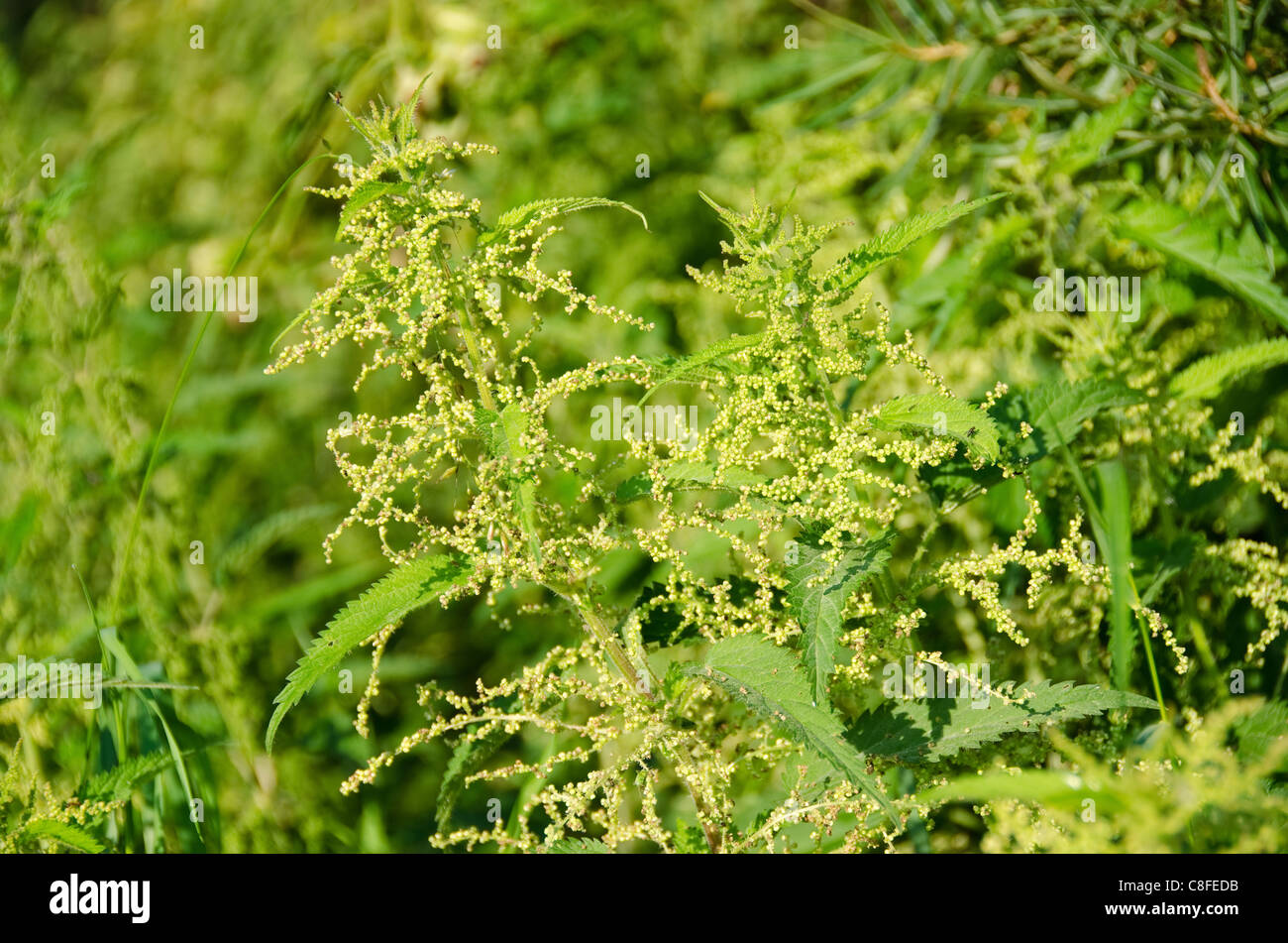 Blumen der Brennnessel, Urtica dioica Stockfoto