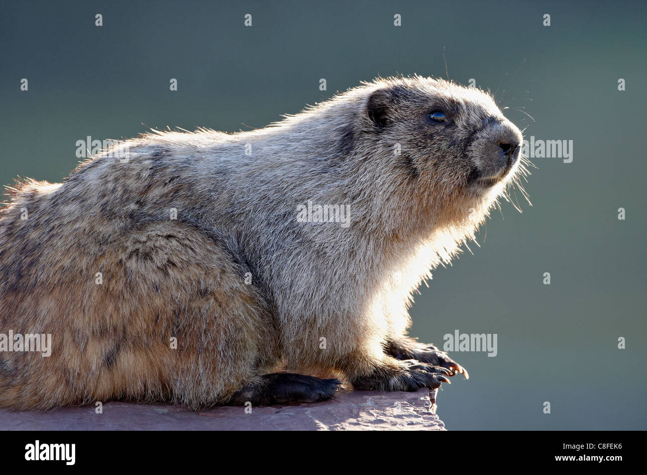Hoary Murmeltier (Marmota Caligata, Glacier National Park, Montana, Vereinigte Staaten von Amerika Stockfoto