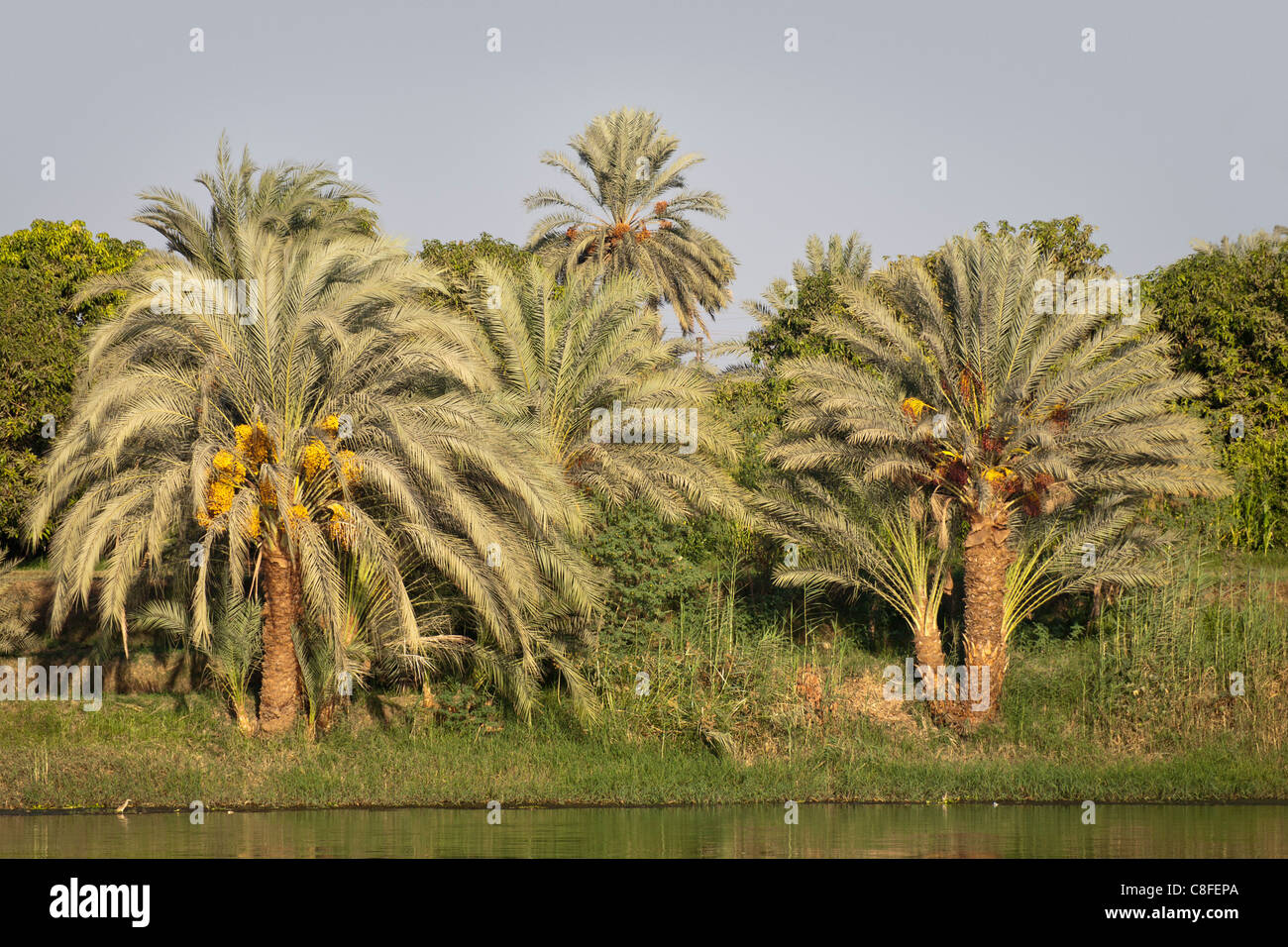 Ein Teil des Nil Flusses mit überhängenden Palmen und Bäumen auf einem grasbewachsenen Bank und schmalen Streifen von Wasser, Ägypten Stockfoto