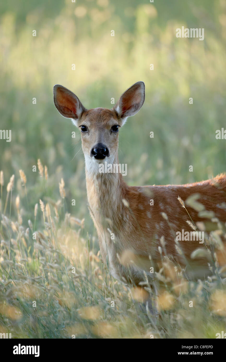Whitetail Rotwild (Odocoileus Virginianus) Doe, Teufels Tower National Monument, Wyoming, Vereinigte Staaten von Amerika Stockfoto
