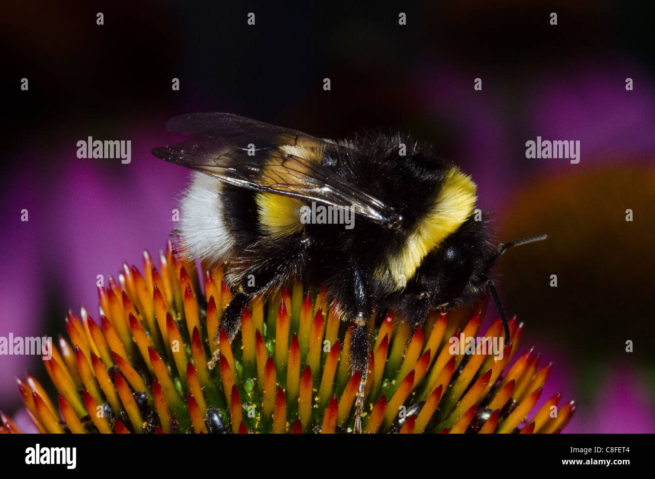 Große Masse Hummel, bombus terrestris, sitzend auf einem großen Blütenkopf Stockfoto