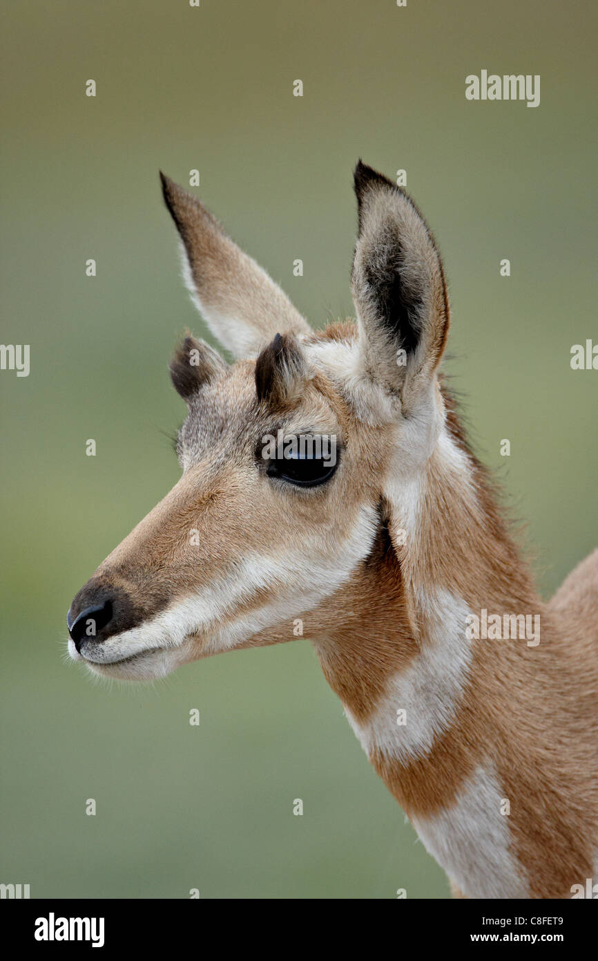 Junge Gabelbock (Antilocapra Americana, Custer State Park, South Dakota, Vereinigte Staaten von Amerika Stockfoto