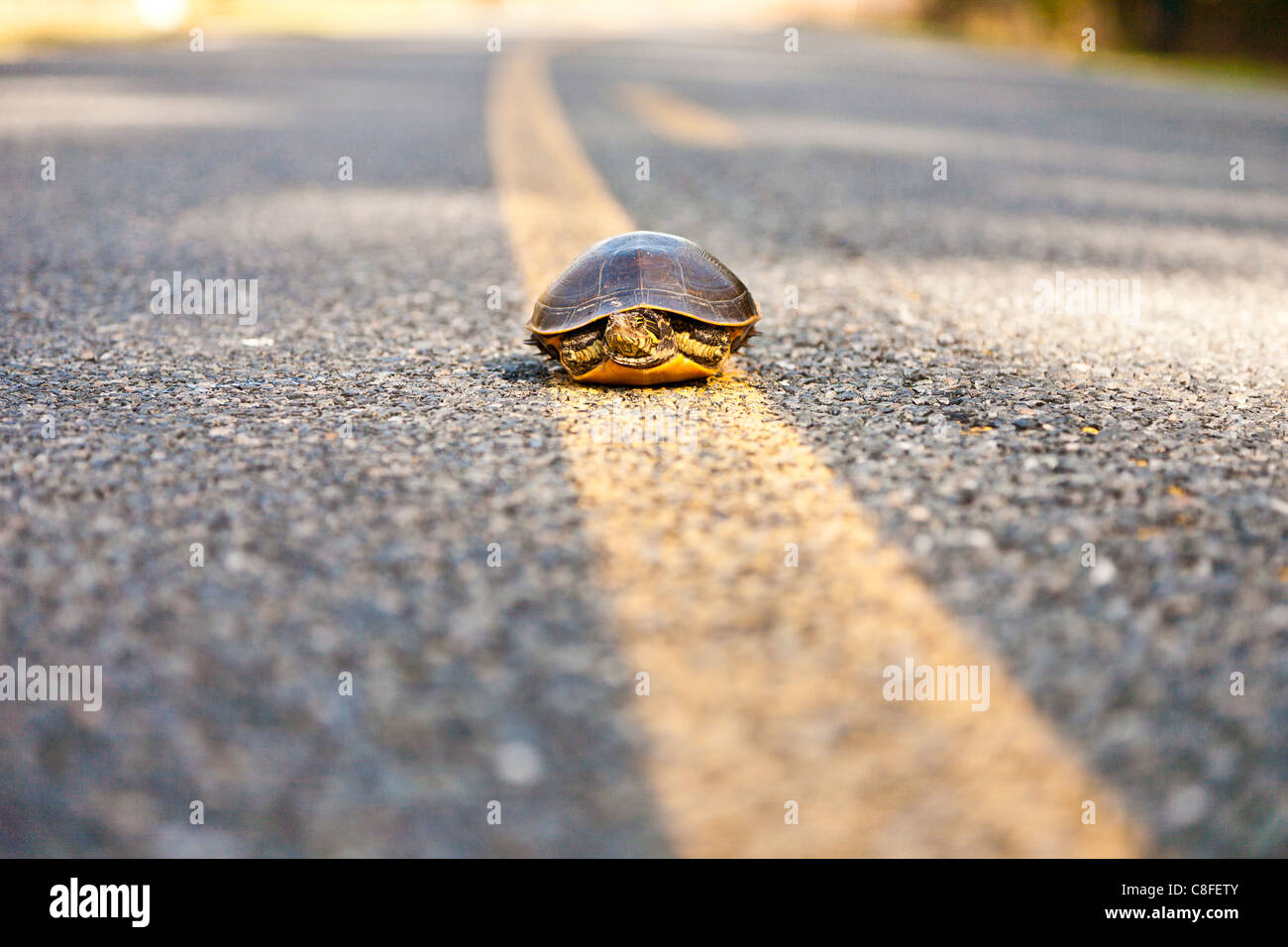 Halbinsel Cooter (Pseudemys Floridana Peninsularis) Schildkröte in der Nähe Mittellinie auf Asphaltstraße in Zentral-Florida Stockfoto
