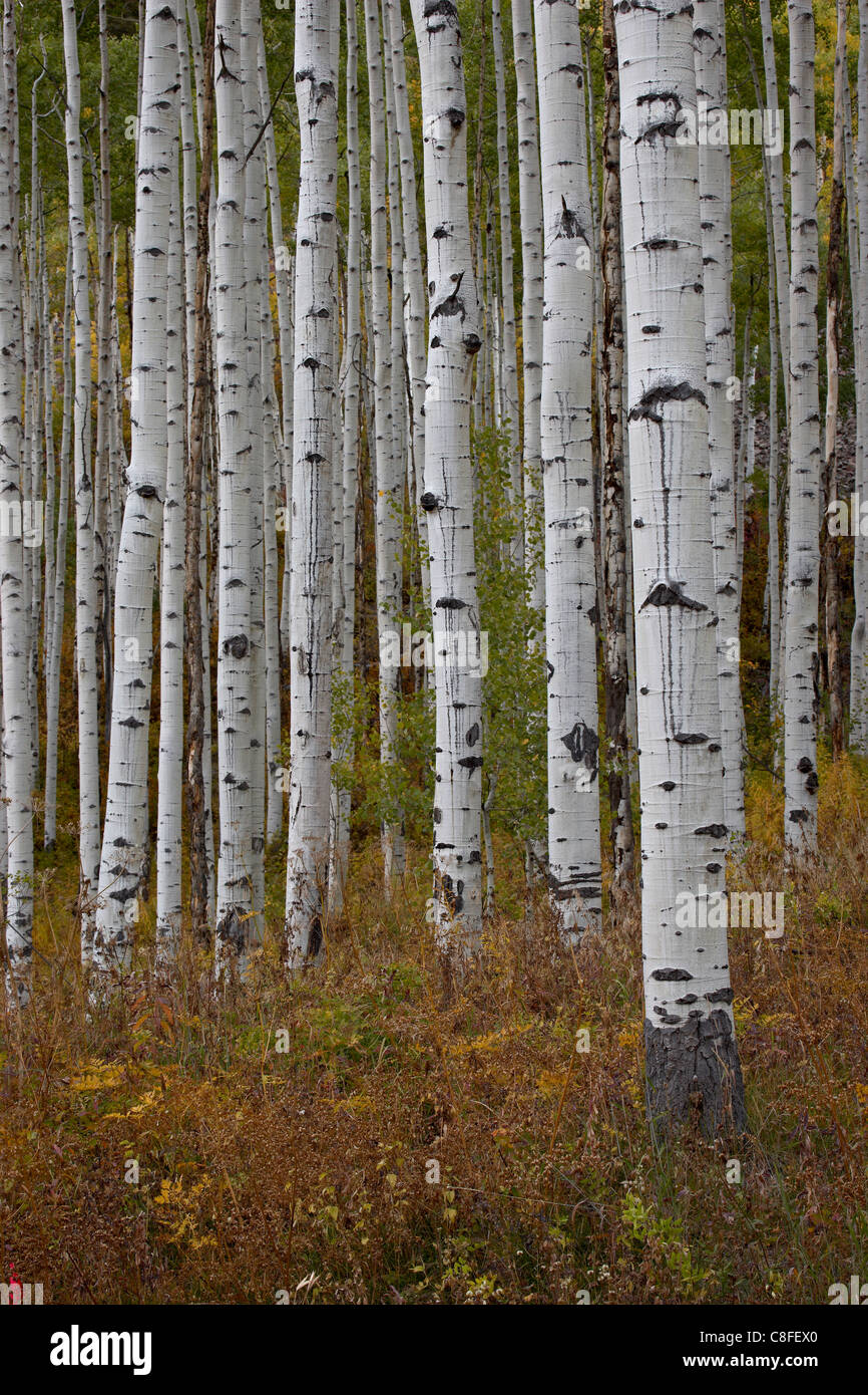 Aspen Stämme im Herbst, White River National Forest, Colorado, Vereinigte Staaten von Amerika Stockfoto