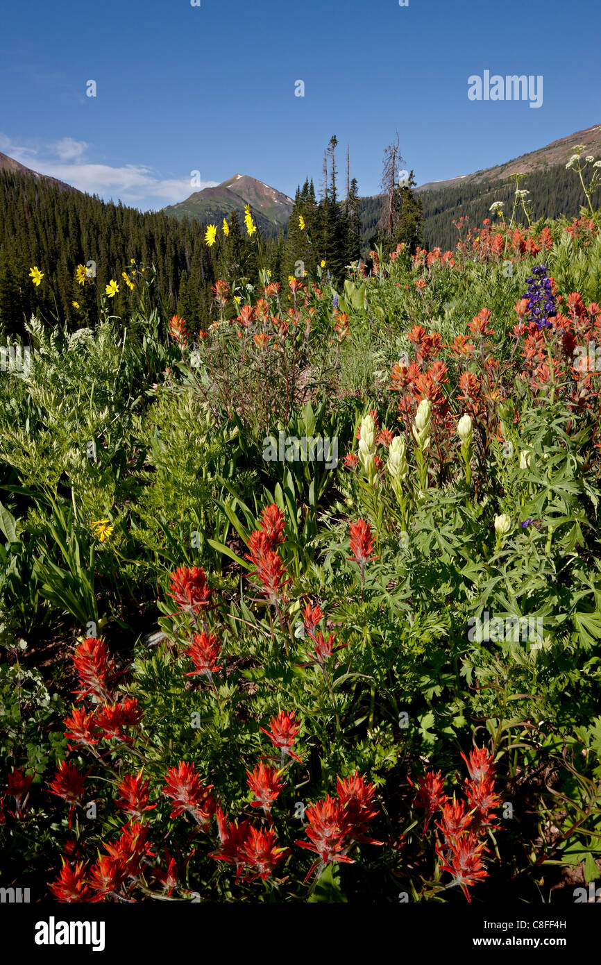 Riesige rote Pinsel und gelben Pinsel, Maroon Bells-Snowmass Wildnis, White River National Forest, Colorado, USA Stockfoto