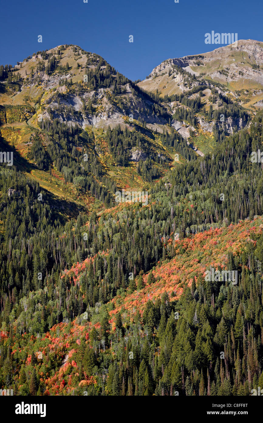 Orange-Ahorn unter Evergreens, Uinta National Forest, Utah, Vereinigte Staaten von Amerika Stockfoto