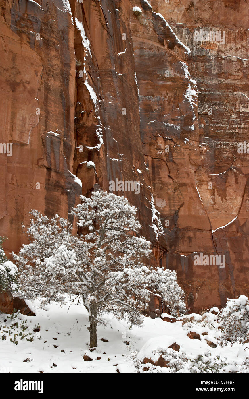 Frischer Schnee auf einem roten Felsen und Baum, Zion Nationalpark, Utah, Vereinigte Staaten von Amerika Stockfoto