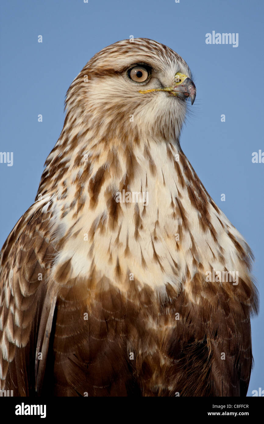 Rough – Dreibein Falke (Buteo Lagopus, Antelope Island State Park, Utah, Vereinigte Staaten von Amerika Stockfoto